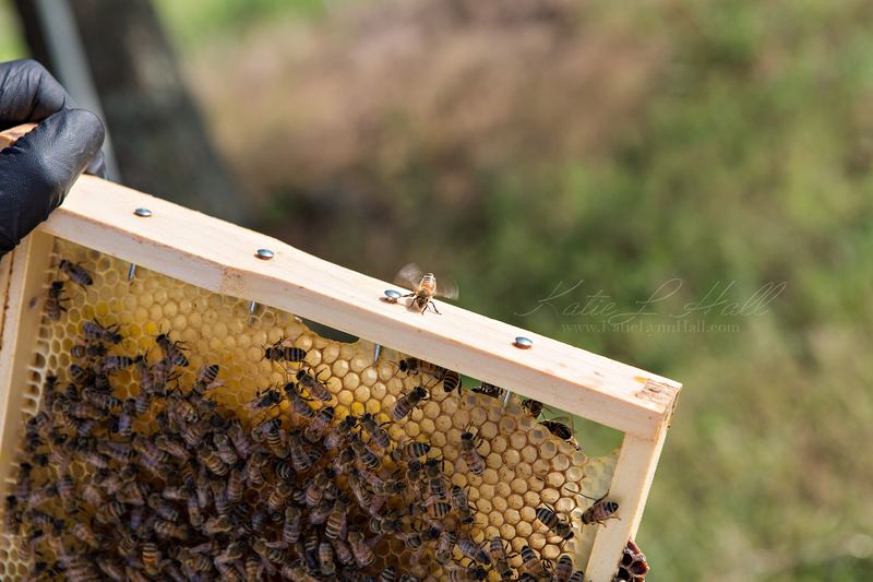 Beekeeper holding a frame of capped honey and bees