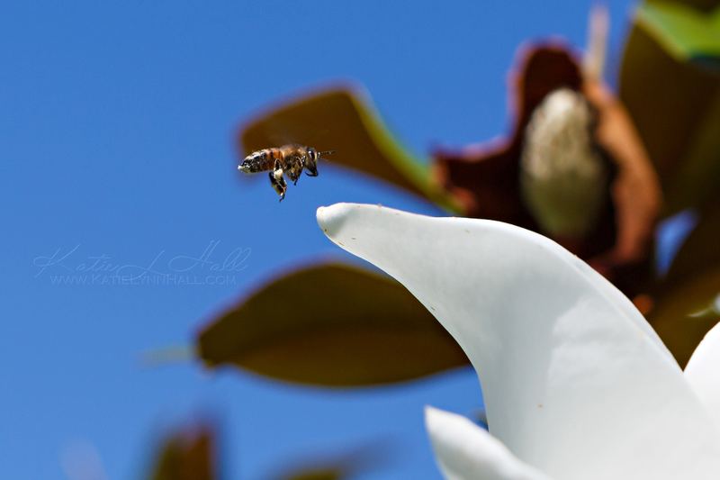 Honeybee in flight beside a magnolia bloom